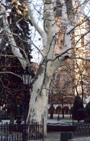 Stromy - Albín