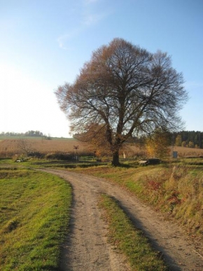 Stromy - Strom na podzim