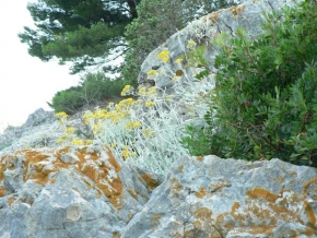 Půvaby květin - Přírodní skalka
