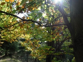 Stromy - "podzimní "