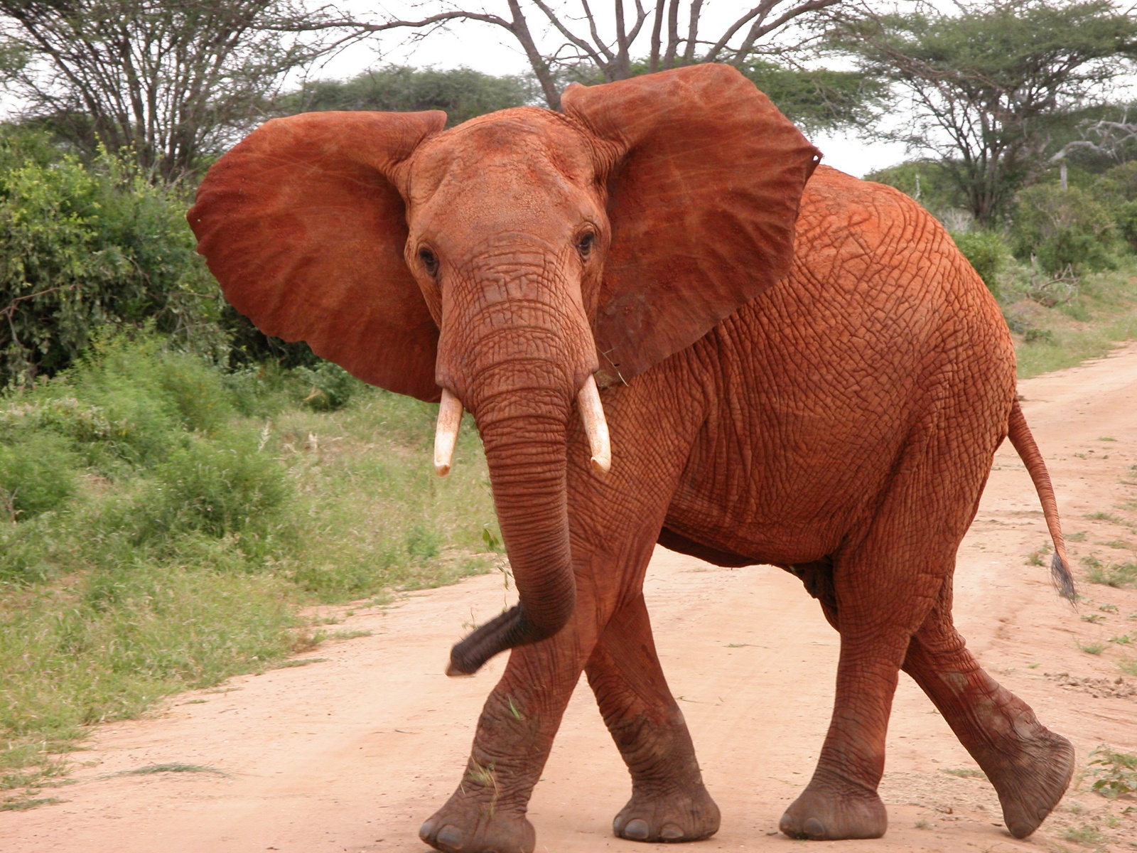 Keňský červený slon
