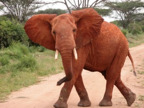 Úlovky z dovolené - Fotograf roku - junior - Keňský červený slon