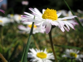 Půvaby květin - Sedmikráska