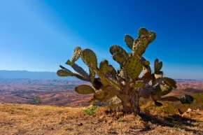 Fotograf roku na cestách 2009 - Kaktus